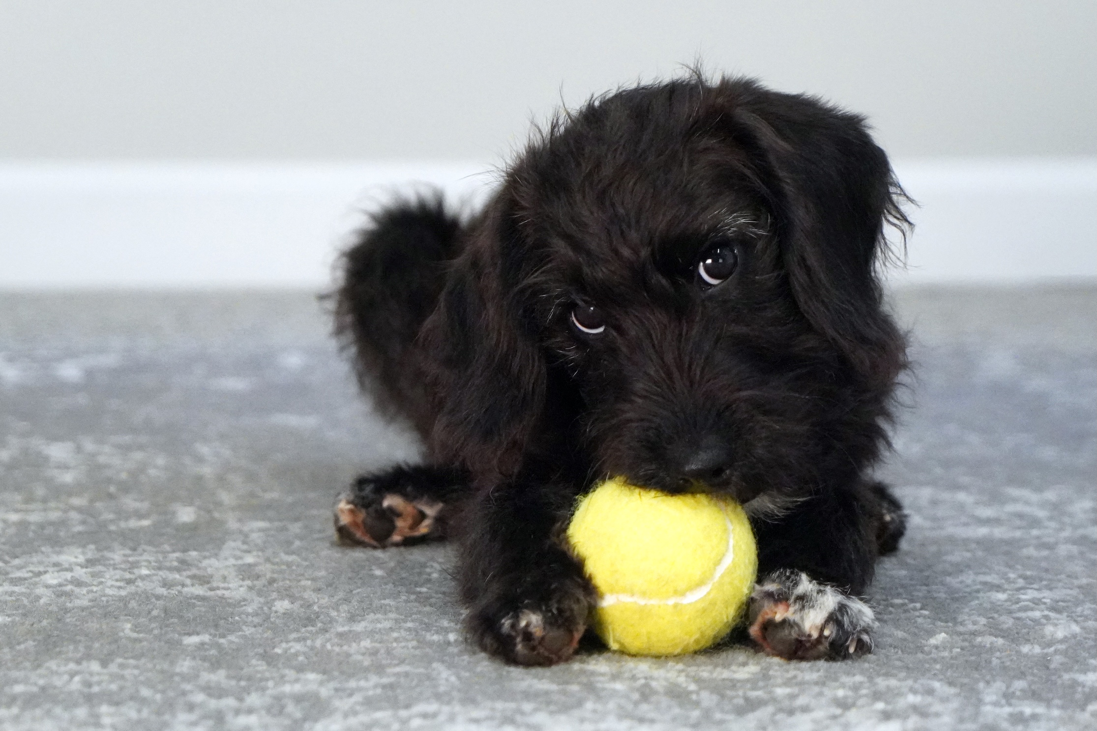 Puppy chewing on ball held between his front paws
