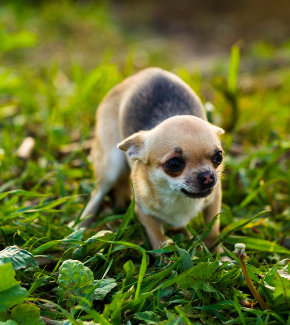 Does Your Dog Feel Threatened (And Would You Really Know)?