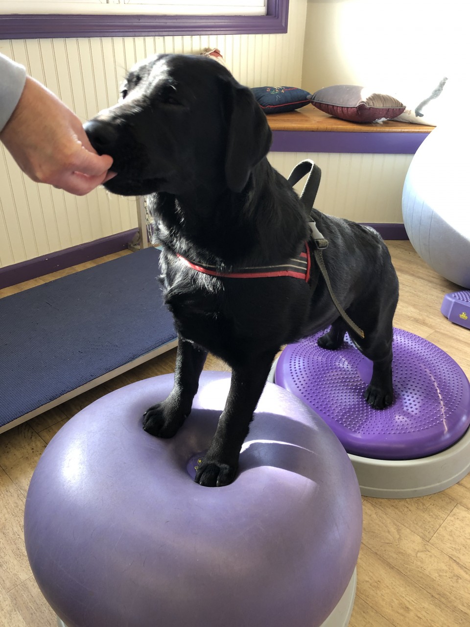 Bum Knees: The Dog Sport Competitor's Guide to Common Dog Knee Problems