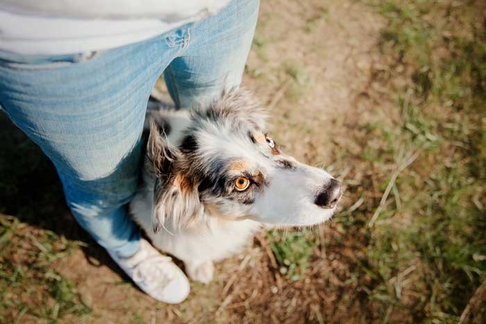 The Happy Place is Real! Teaching Your Dog To Love Anywhere You May Train