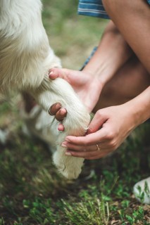 Canine Sports Medicine