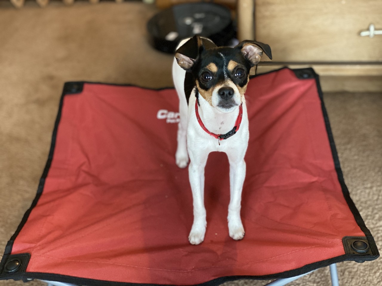 Learning in an Agility Environment