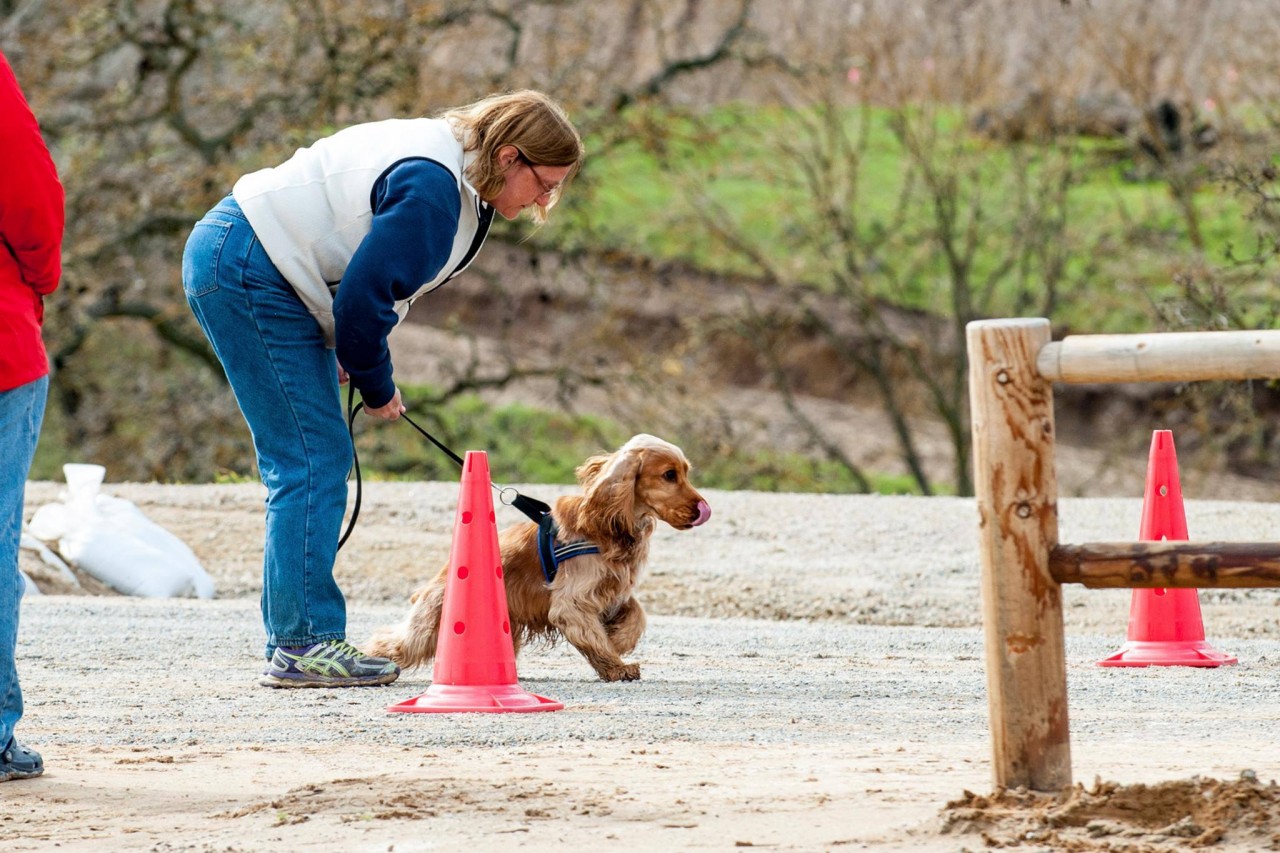 What to expect at a Nosework Trial