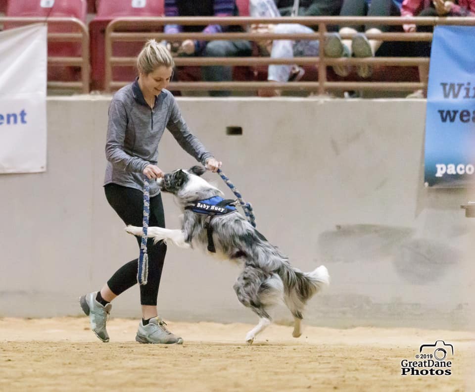 What You Need to Know to Enter an Agility Trial