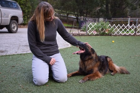 Trainer Persistence and Problem Solving: Training Dogs to Enter the House Politely!