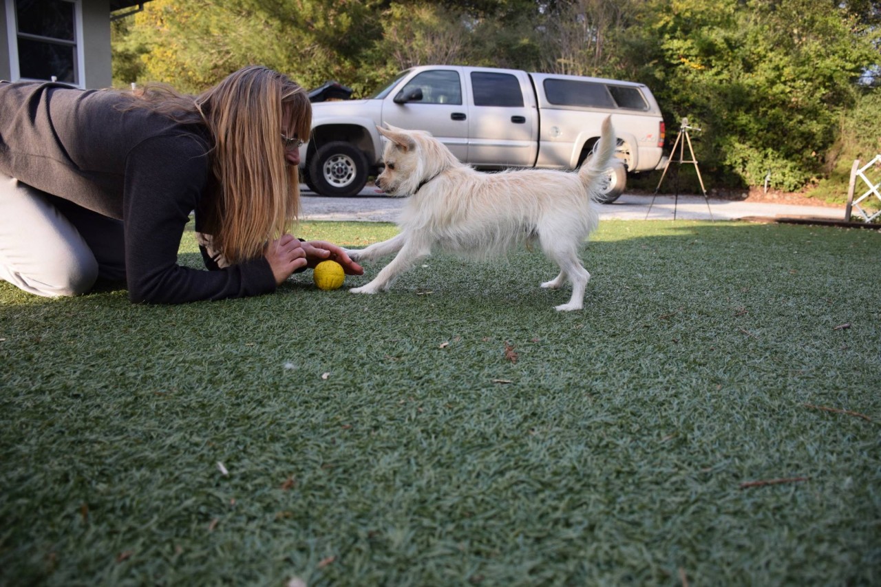 Play with Dogs: Play for Everyone!