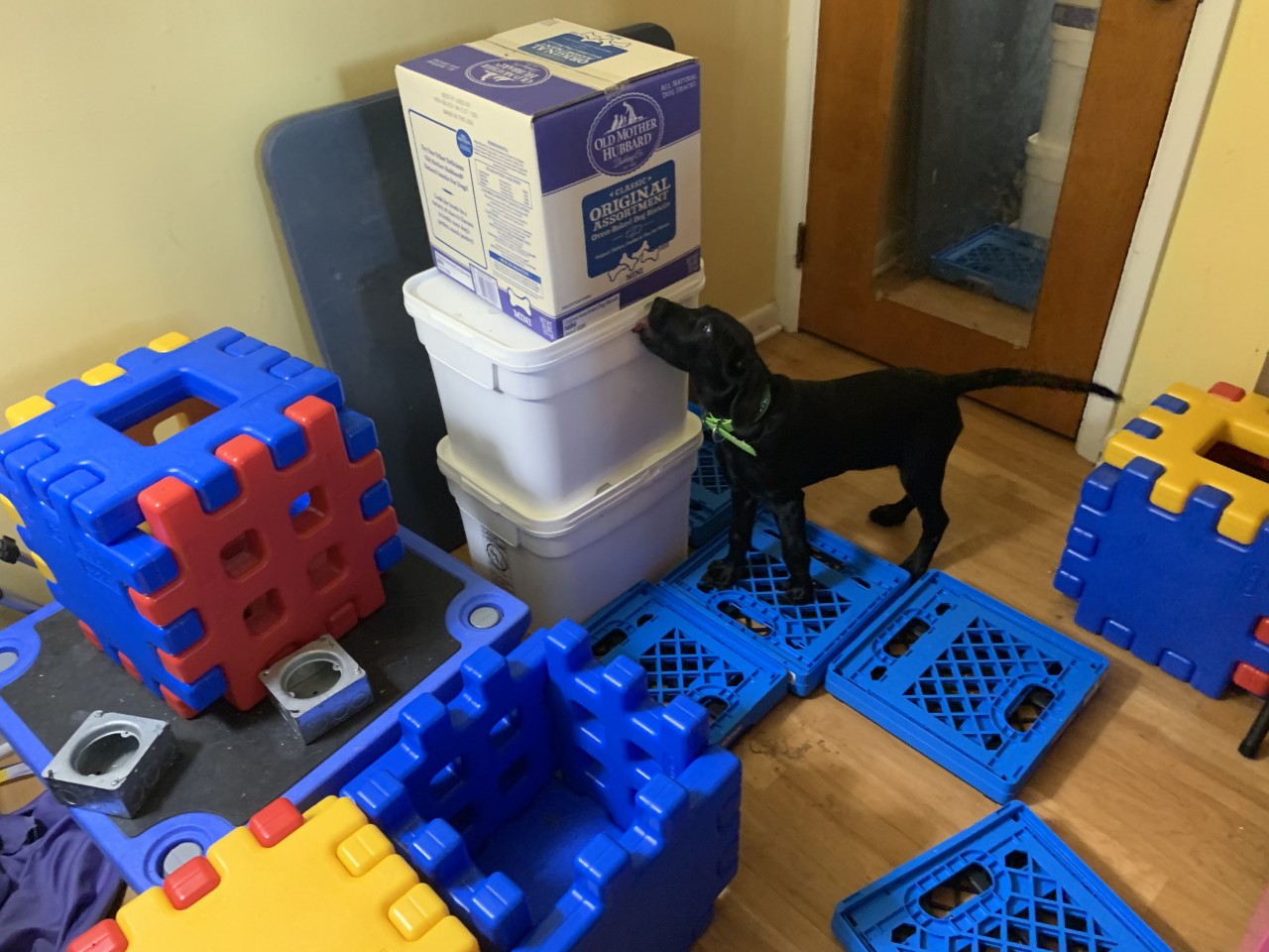 Nosework for Puppies: Puppy Superstars, Nosework Style!