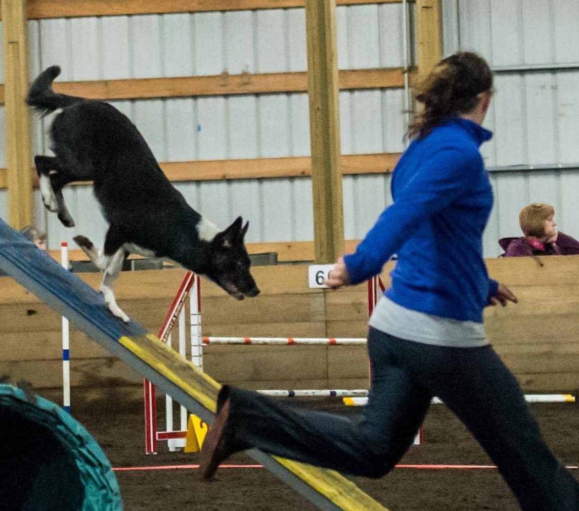 FAQs: Everything You Need to Know About Running A-Frames in Agility!