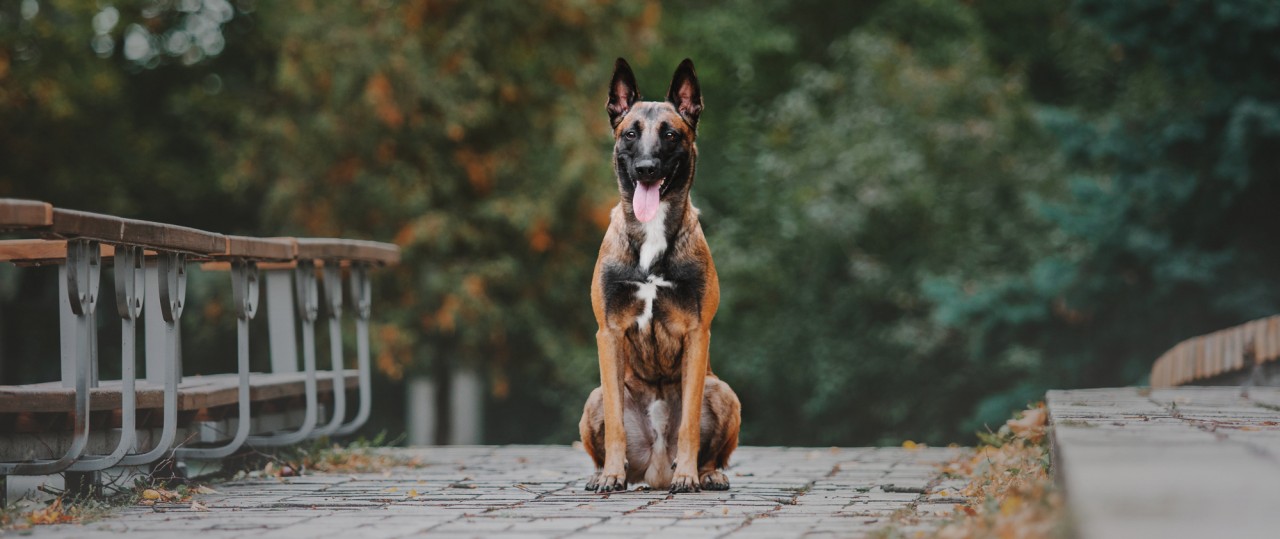3 Frequently Asked Questions About Intact Dogs — and the Answers