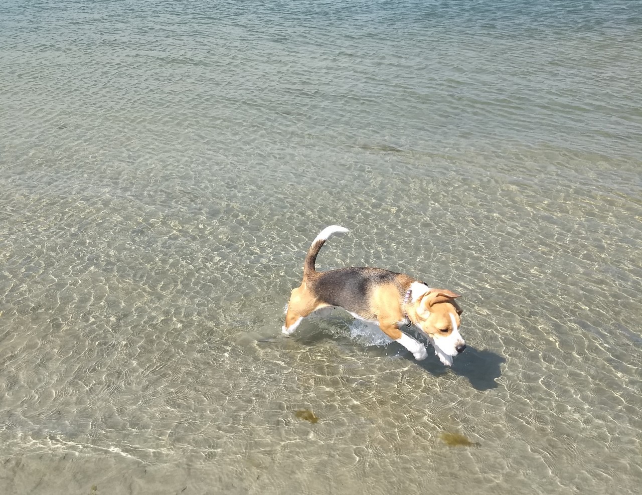 Be Your Dog's Advocate
