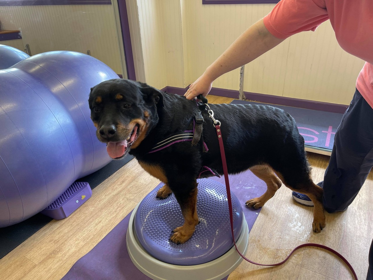 Does your dog have a bum knee?
