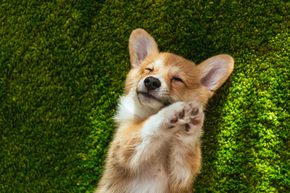 Getting Settled In - Your Puppy's First Week Home