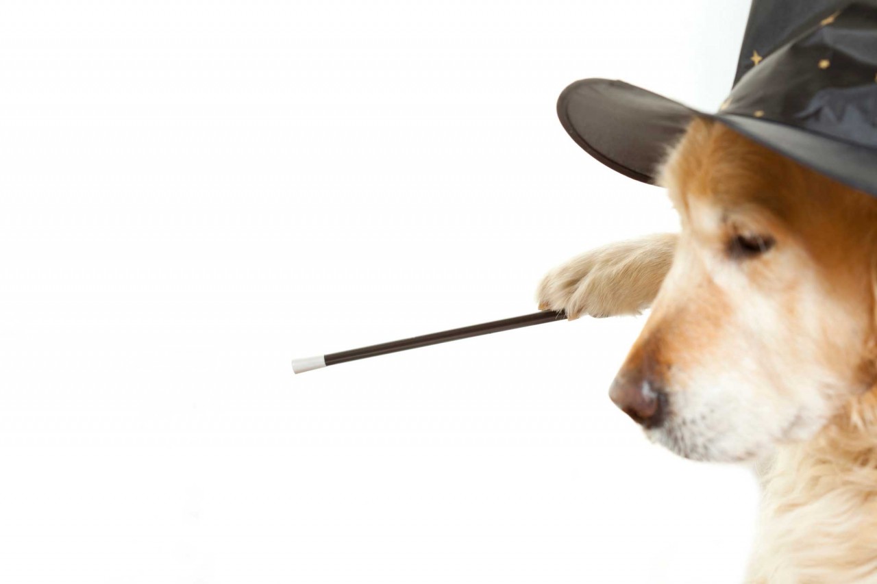 6 “Magic” Dog Training Tricks