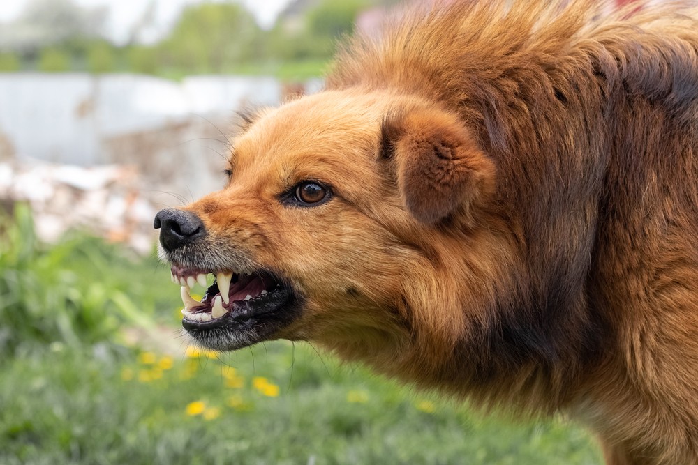 What Now? My Dog has behavior problems and I don’t know how to decide what to do!