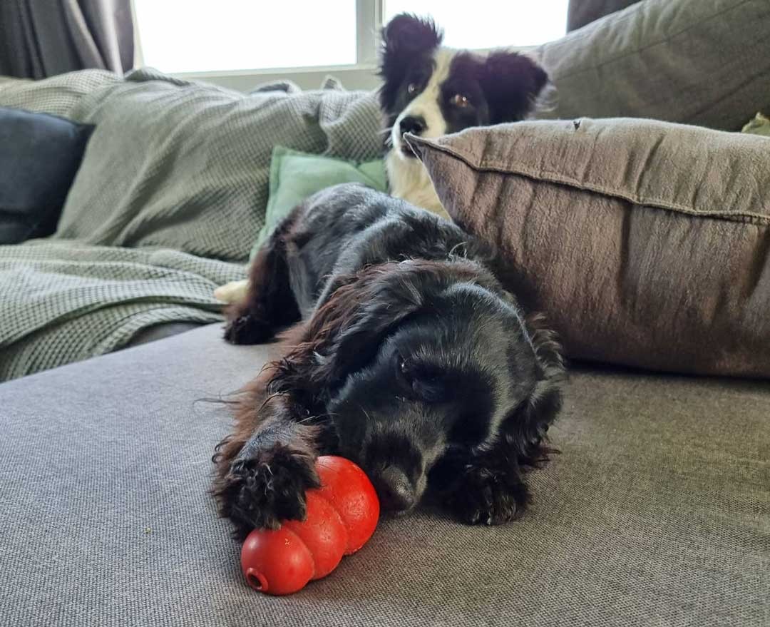 Have a dog on crate rest? Here's how to keep you both sane.
