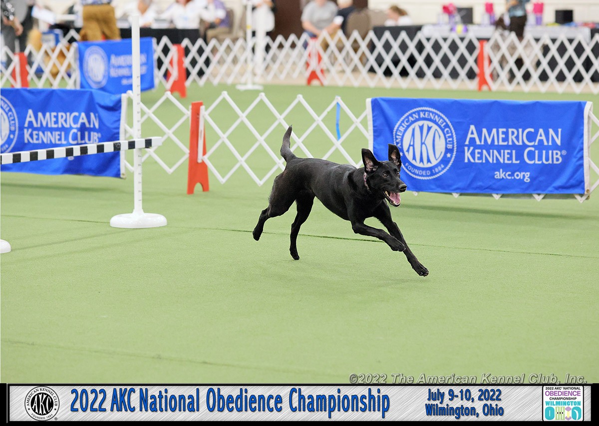 The Ultimate Goal: A Happy Joyful Dog in Competition (And Why That's Hard to Achieve)