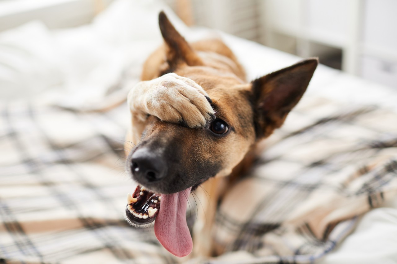 Why is my dog not responding to my cue?
