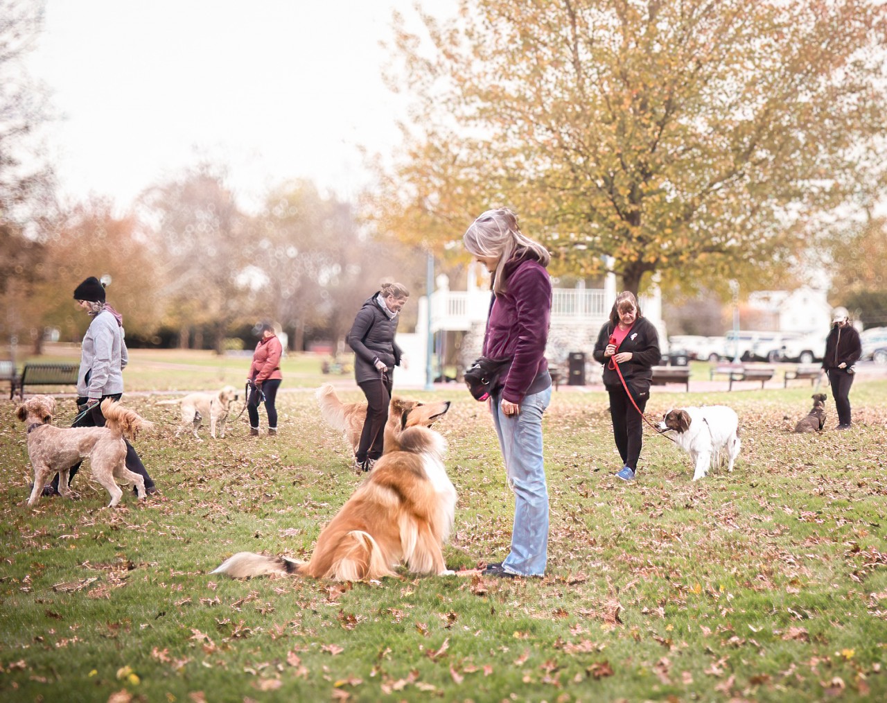 The Power of Patterns: Helping Our Dogs Feel More Comfortable