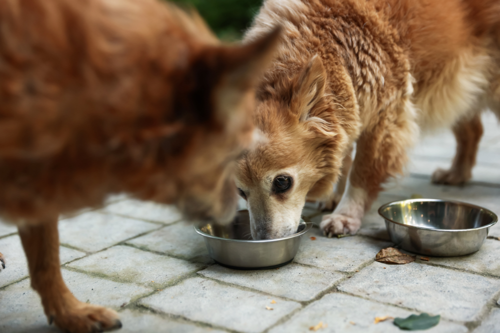 False Bravado: Reframing the Old Dog Training Myths