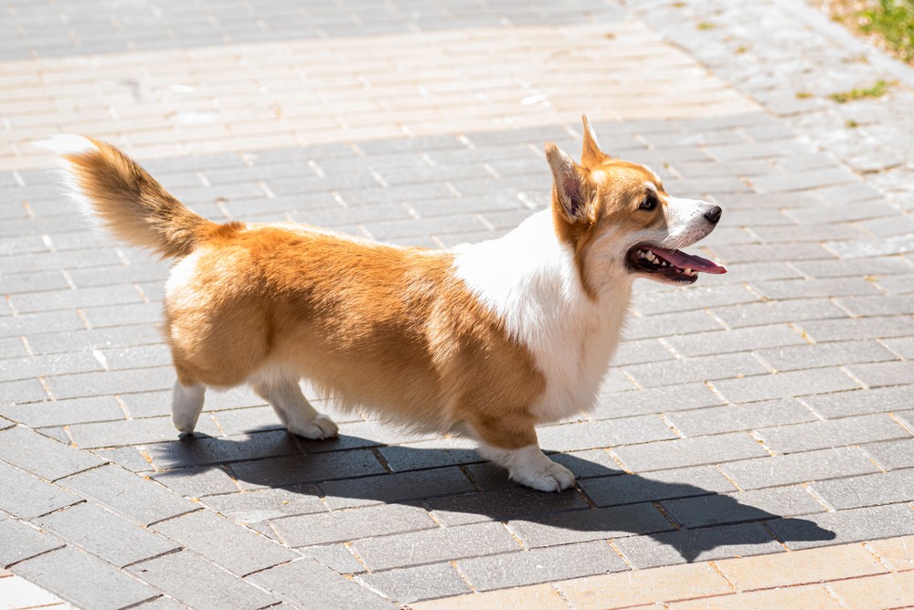 Precise Backing Skills Start with Rear-End Awareness