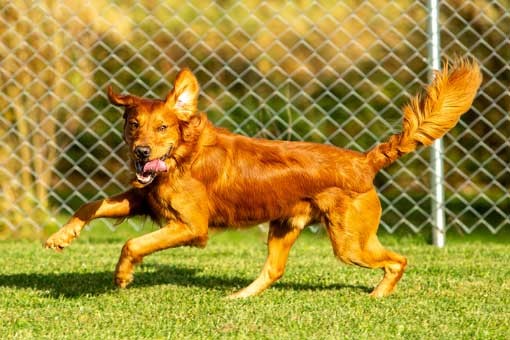 Your Dog Knows the Behavior. So Why Isn’t It Showing Up When It Matters?