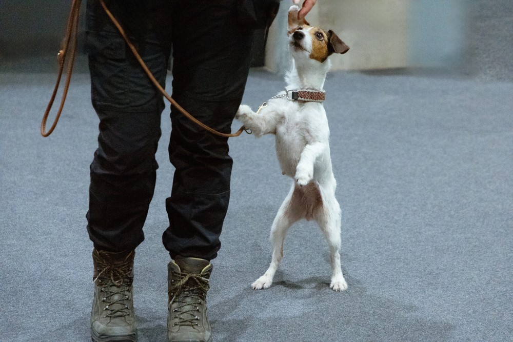 Generalization: Why Your Dog “Knows It” at Home but Not Anywhere Else